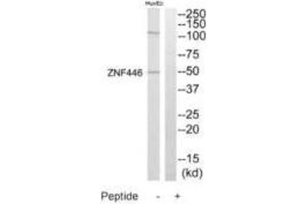 ZNF446 anticorps