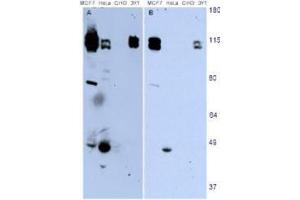 Western blotting using  monoclonal anti-HEF1 antibody (clone 2G9) shows detection of endogenous HEF1 present in various cell lines.