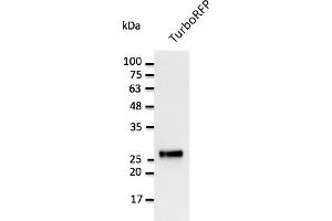 Western Blotting (WB) image for anti-TurboRFP Fluorescent Protein antibody (ABIN7273102) (TurboRFP Fluorescent Protein antibody)