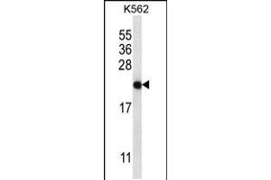 Western blot analysis in K562 cell line lysates (35ug/lane). (CHAC2 antibody  (AA 61-89))