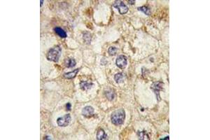 Image no. 2 for anti-Signal Sequence Receptor, alpha (SSR1) (N-Term) antibody (ABIN356936) (SSR1 antibody  (N-Term))