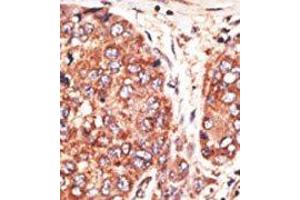 Image no. 2 for anti-Transcription Factor MafK (MAFK) (C-Term) antibody (ABIN358704) (MAFK antibody  (C-Term))