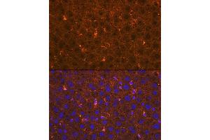 Immunofluorescence analysis of mouse liver using Apolipoprotein  Rabbit mAb (ABIN1682269, ABIN3017693, ABIN3017694 and ABIN7101521) at dilution of 1:100 (40x lens).