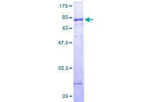 Zinc Finger Protein 140 (ZNF140) (AA 1-457) protein (GST tag)