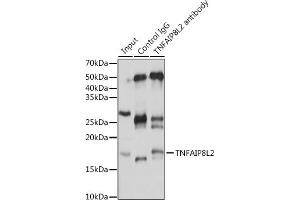 Immunoprecipitation (IP) image for anti-Tumor Necrosis Factor, alpha-Induced Protein 8-Like 2 (TNFAIP8L2) (AA 1-184) antibody (ABIN6149298)