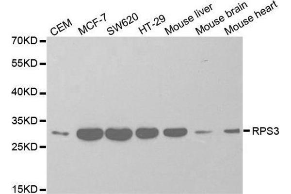 RPS3 antibody  (AA 1-243)