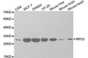 Western blot analysis of extracts of various cell lines, using RPS3 antibody. (RPS3 antibody  (AA 1-243))