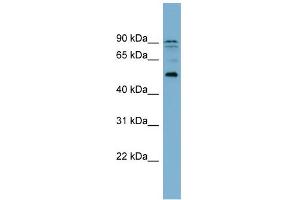 WB Suggested Anti-ZNF662 Antibody Titration:  0.
