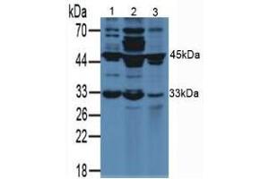 Figure. (VEGFA antibody  (AA 27-190))