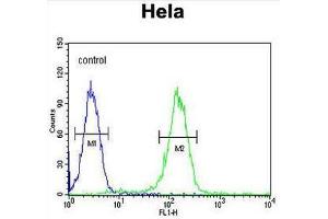 CCNH Antibody (C-term) flow cytometric analysis of Hela cells (right histogram) compared to a negative control cell (left histogram). (Cyclin H antibody  (C-Term))