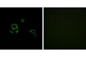 Peptide - +Immunohistochemistry analysis of paraffin-embedded human heart tissue using F13B antibody. (F13B antibody)