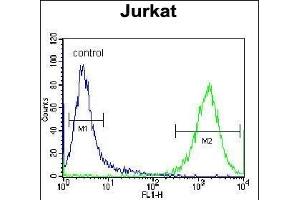 PRMT4 Antibody (Center) (ABIN655260 and ABIN2844856) flow cytometric analysis of Jurkat cells (right histogram) compared to a negative control cell (left histogram). (CARM1 antibody  (AA 346-377))