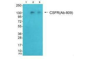 Western blot analysis of extracts from HeLa cells (Lane 2) and HepG2 cells (Lane 3), using CSFR (Ab-809) antiobdy. (CSF1R antibody  (Tyr809))
