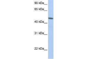 NXF3 antibody used at 1 ug/ml to detect target protein. (NXF3 antibody  (N-Term))