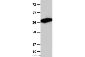 Western blot analysis of Mouse liver tissue , using COPS5 Polyclonal Antibody at dilution of 1:1550 (COPS5 antibody)