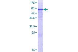 TRIT1 Protein (AA 1-467) (GST tag)