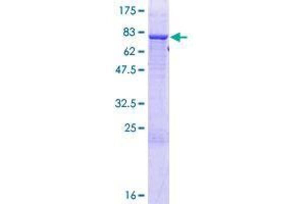 TRIT1 Protein (AA 1-467) (GST tag)