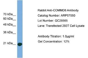 WB Suggested Anti-COMMD8  Antibody Titration: 0. (COMMD8 antibody  (Middle Region))