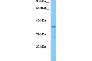 Host:  Mouse  Target Name:  NPM1  Sample Tissue:  Mouse Liver  Antibody Dilution:  1ug/ml (NPM1 antibody  (Middle Region))