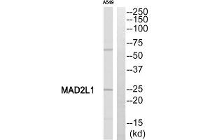 Western blot analysis of extracts from A549 cells, using MAD2L1 antibody. (MAD2L1 antibody  (Internal Region))
