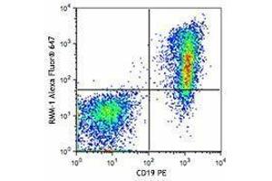 Flow Cytometry (FACS) image for Rat anti-Mouse IgM antibody (Alexa Fluor 647) (ABIN2667237) (Rat anti-Mouse IgM Antibody (Alexa Fluor 647))