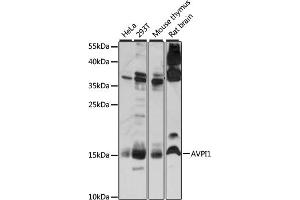 Western blot analysis of extracts of various cell lines, using  antibody (ABIN7265665) at 1:1000 dilution. (AVPI1 antibody  (AA 1-147))