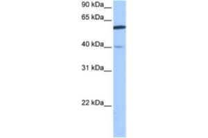 Western Blotting (WB) image for anti-DEP Domain Containing 7 (DEPDC7) antibody (ABIN2463456) (DEPDC7 antibody)
