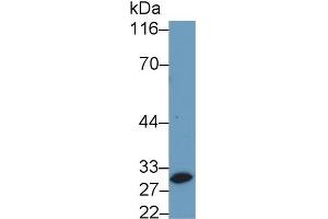 Detection of CASP14 in Porcine Skin lysate using Polyclonal Antibody to Caspase 14 (CASP14) (CASP14 antibody  (AA 1-242))
