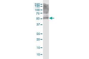 KRT39 MaxPab polyclonal antibody. (Keratin 39 (KRT39) (AA 1-491) antibody)