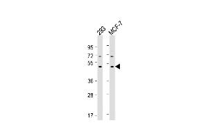 All lanes : Anti-MYLIP Antibody (Center) at 1:2000 dilution Lane 1: 293 whole cell lysate Lane 2: MCF-7 whole cell lysate Lysates/proteins at 20 μg per lane. (MYLIP antibody  (AA 111-139))