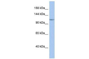 NFKB1 antibody (70R-10525) used at 0. (NFKB1 antibody  (Middle Region))