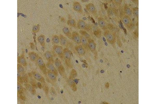 SCO2 antibody