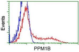 HEK293T cells transfected with either RC212918 overexpress plasmid (Red) or empty vector control plasmid (Blue) were immunostained by anti-PPM1B antibody (ABIN2454649), and then analyzed by flow cytometry. (PPM1B antibody)