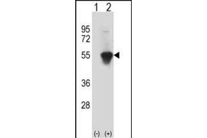 Western blot analysis of MINA (arrow) using rabbit polyclonal MINA Antibody (C-term) (ABIN387880 and ABIN2844089). (MINA antibody  (C-Term))