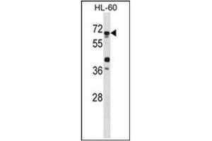 Western blot analysis of ATG4D Antibody in HL-60 cell line lysate. (ATG4D antibody  (AA 227-257))