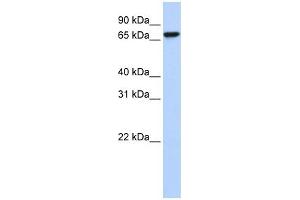 KHSRP antibody used at 1 ug/ml to detect target protein. (KHSRP antibody  (Middle Region))