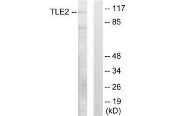 TLE2 antibody