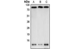 Western blot analysis of NEDD8 expression in BJAB (A), K562 (B), HeLa (C) whole cell lysates. (NEDD8 antibody  (N-Term))