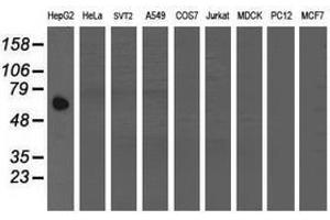 Image no. 2 for anti-Acyl-CoA Binding Domain Containing 3 (Acbd3) antibody (ABIN1498417) (ACBD3 antibody)