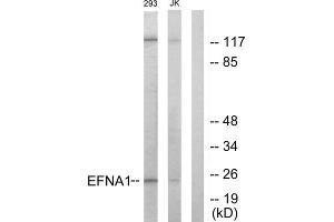 Western blot analysis of extracts from 293 cells and Jurkat cells, using EFNA1 antibody.
