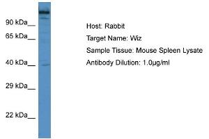 Host: Rabbit Target Name: Wiz Sample Type: Mouse Spleen lysates Antibody Dilution: 1. (WIZ antibody  (C-Term))