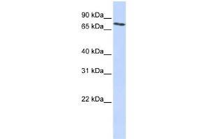 WB Suggested Anti-SLCO2B1 Antibody Titration:  0.
