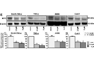 Western Blotting (WB) image for anti-Actin, beta (ACTB) (AA 1-50) antibody (ABIN724340)