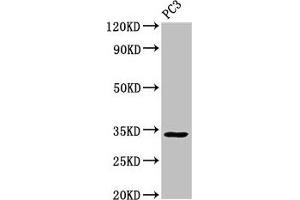 Western Blot Positive WB detected in: PC-3 whole cell lysate All lanes: STX1A antibody at 3 μg/mL Secondary Goat polyclonal to rabbit IgG at 1/50000 dilution Predicted band size: 34, 30, 29 kDa Observed band size: 34 kDa (STX1A antibody  (AA 1-265))
