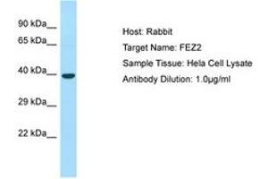 Image no. 1 for anti-Fasciculation and Elongation Protein zeta 2 (Zygin II) (FEZ2) (AA 264-313) antibody (ABIN6749880) (FEZ2 antibody  (AA 264-313))