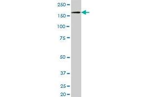 NID1 MaxPab polyclonal antibody. (Nidogen 1 antibody  (AA 1-1114))