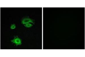 Immunofluorescence analysis of A549 cells, using GluR1 (Ab-863) Antibody. (Glutamate Receptor 1 antibody  (AA 829-878))