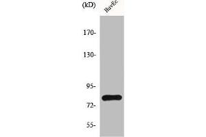 Western Blot analysis of HuvEc cells using HIPK4 Polyclonal Antibody (HIPK4 antibody  (C-Term))