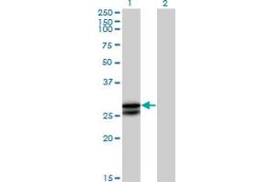 Western Blot analysis of OSM expression in transfected 293T cell line by OSM MaxPab polyclonal antibody. (Oncostatin M antibody  (AA 1-252))