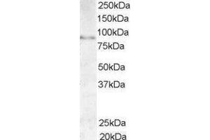 ABIN2561005 (1µg/ml) staining of Human Testis lysate (35µg protein in RIPA buffer). (AKAP3 antibody  (C-Term))